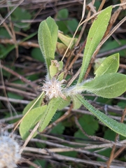 Gaillardia pulchella