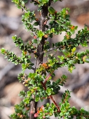 Pseudanthus orbicularis