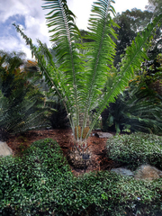 Encephalartos laurentianus