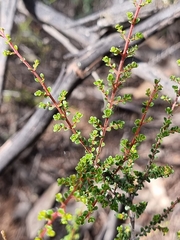 Pseudanthus orbicularis