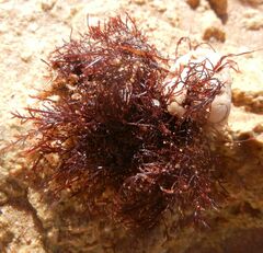 Rhodophyta