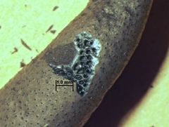 Xylaria allantoidea