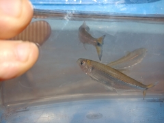 Bryconamericus exodon