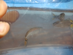 Bryconamericus exodon