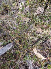 Pseudanthus orbicularis