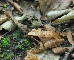 Rana pseudodalmatina