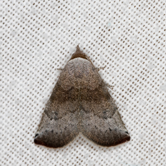 Mataeomera mesotaenia