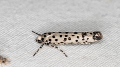 Ethmia