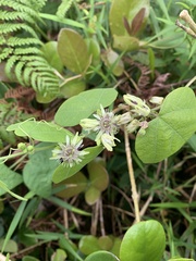 Passiflora sexflora