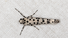 Ethmia