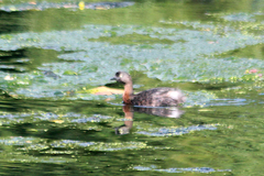 Poliocephalus rufopectus