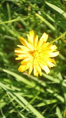 Hypochaeris radicata