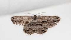 Scioglyptis canescaria