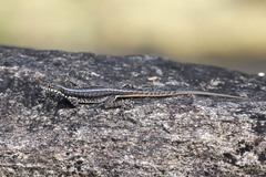 Tropidurus semitaeniatus
