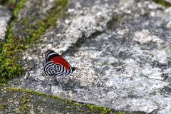 Diaethria clymena