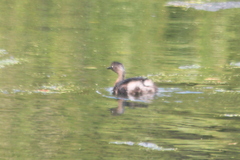 Poliocephalus rufopectus