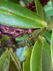 Diaea ambara