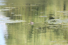 Poliocephalus rufopectus