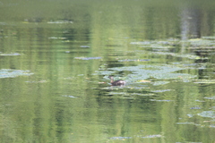 Poliocephalus rufopectus