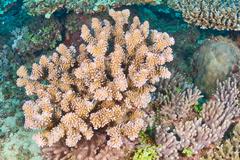 Pocillopora