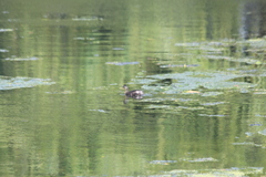 Poliocephalus rufopectus