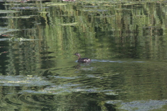 Poliocephalus rufopectus