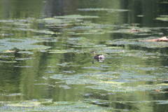 Poliocephalus rufopectus