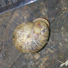Anostoma