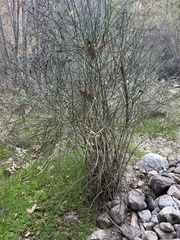 Adolphia californica