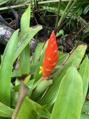 Guzmania berteroniana