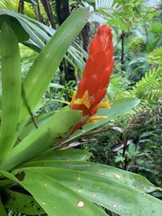 Guzmania berteroniana