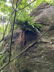 Guzmania berteroniana