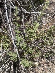 Brickellia microphylla
