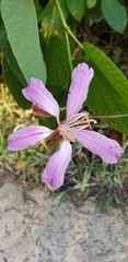 Bauhinia purpurea