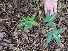 Syngonium angustatum