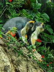 Cercopithecus wolfi