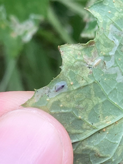 Phytomyza syngenesiae