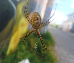 Argiope trifasciata