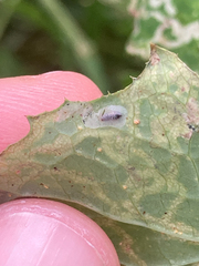 Phytomyza syngenesiae