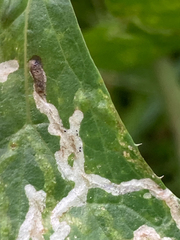 Phytomyza syngenesiae