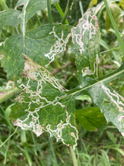 Phytomyza syngenesiae