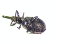 Brentidae