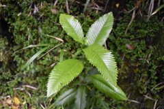 Caldcluvia paniculata