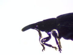 Brentidae