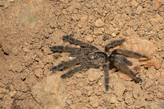 Psalmopoeinae