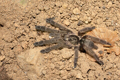 Psalmopoeinae