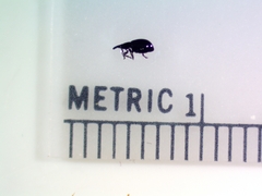Brentidae