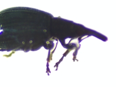 Brentidae