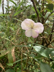 Brunfelsia