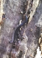 Myriapoda